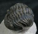 Bargain Phacops Trilobite From Morocco - #7954-2